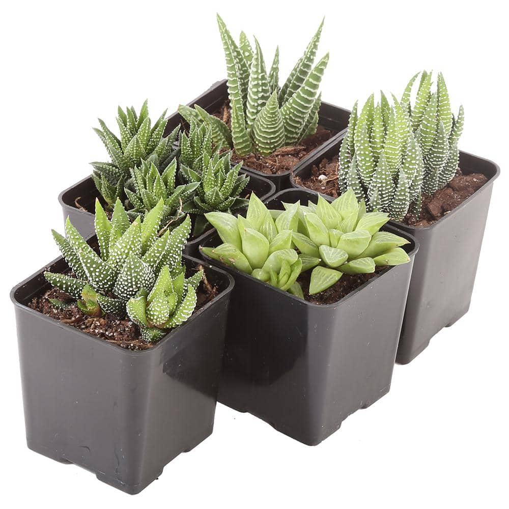 Costa Farms Small Assorted Haworthia Succulents in 2.5 in. Grower Pot， Avg. Shipping Height 3 in. Tall (4-Pack) 2SUCCHAWGROW4PK