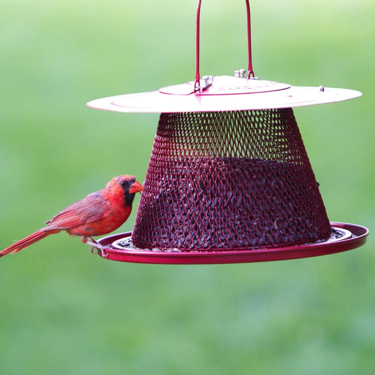 Perky-Pet Cardinal Wild Bird Feeder