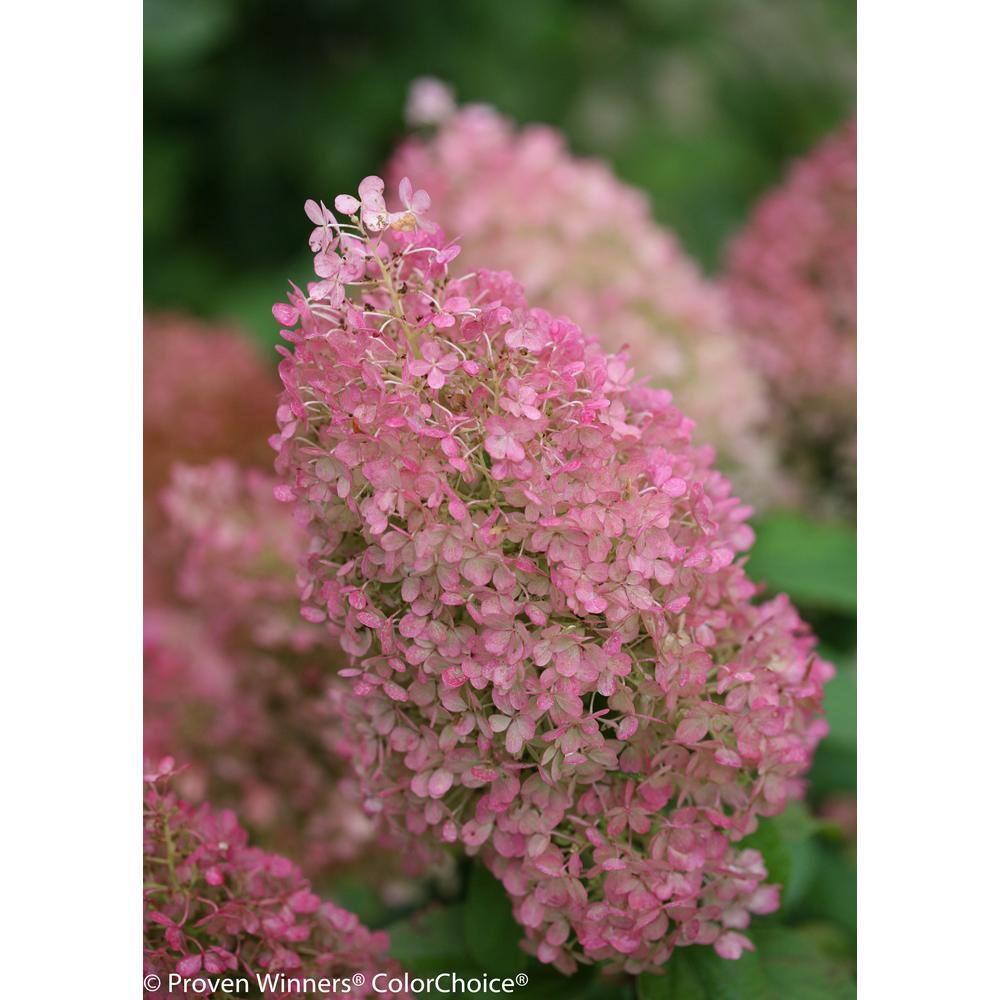 PROVEN WINNERS 1 Gal. Bobo Hardy Hydrangea (Paniculata) Live Shrub White to Pink Flowers HYDPRC1086101