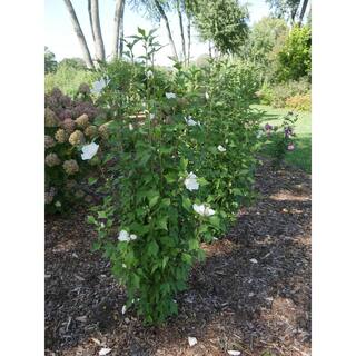 PROVEN WINNERS 1 Gal. White Pillar Rose of Sharon (Hibiscus) Live Shrub with White Flowers HIBPRC2416101