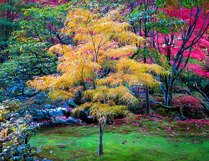 Koto No Ito Japanese Maple