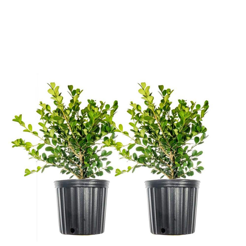 #1 Japanese Boxwood Shrub (2-Pack) THD00012