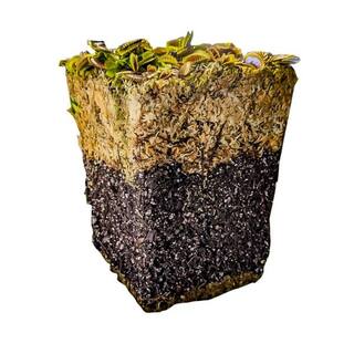 KILLER PLANT COMPANY Carnivorous Plant Soil - Sphagnum Peat Moss Perlite Mix 1:1 Ratio - For Venus Fly Traps Sundews and Pitcher Plants 1