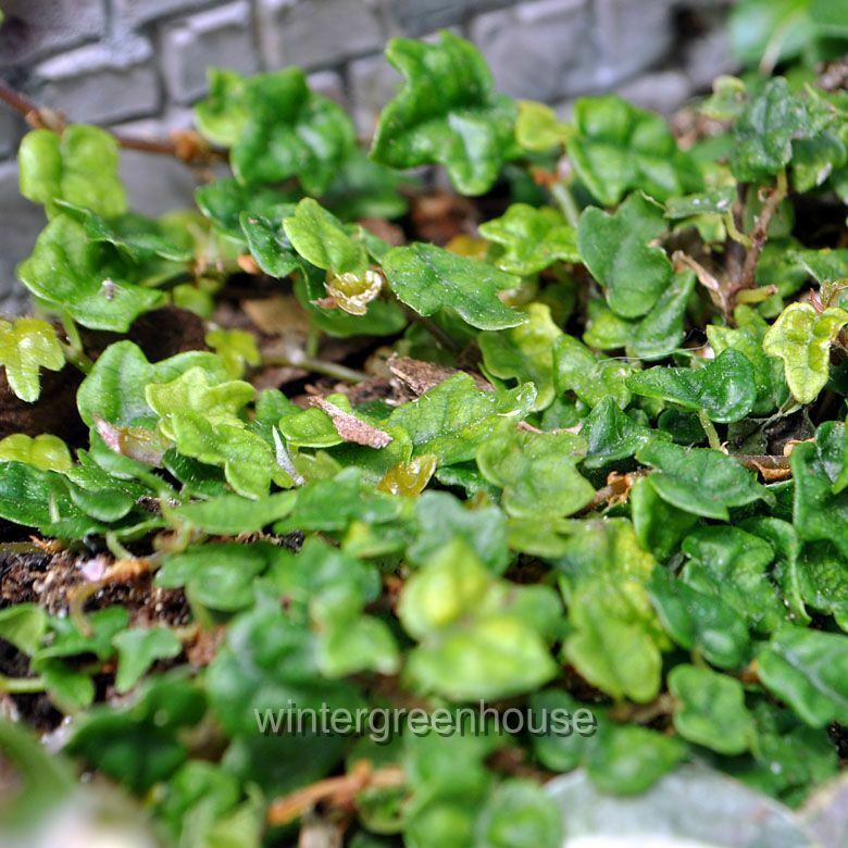 Ficus Pumila， Quercifolia Minima， Tiny Oak Leaf Creeping Fig - Pot Size: 3