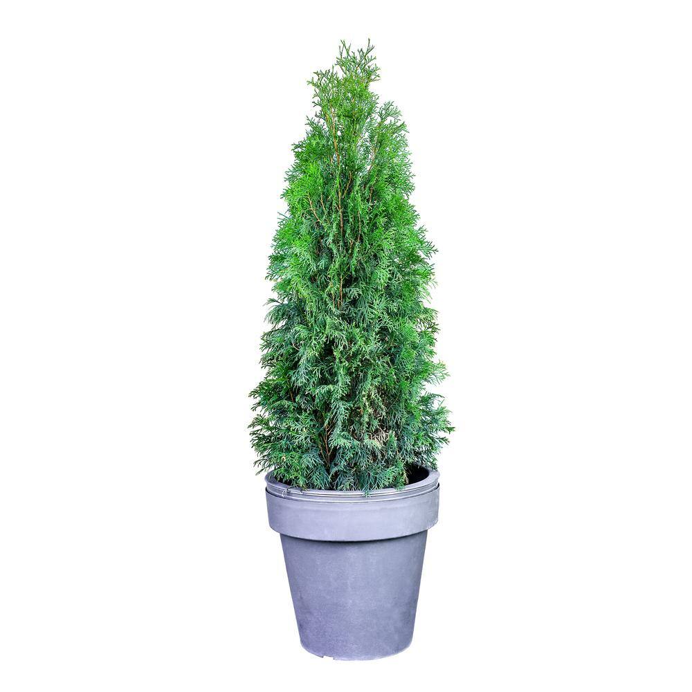 Online Orchards 1 Gal. Emerald Green Arborvitae Shrub CFAR001