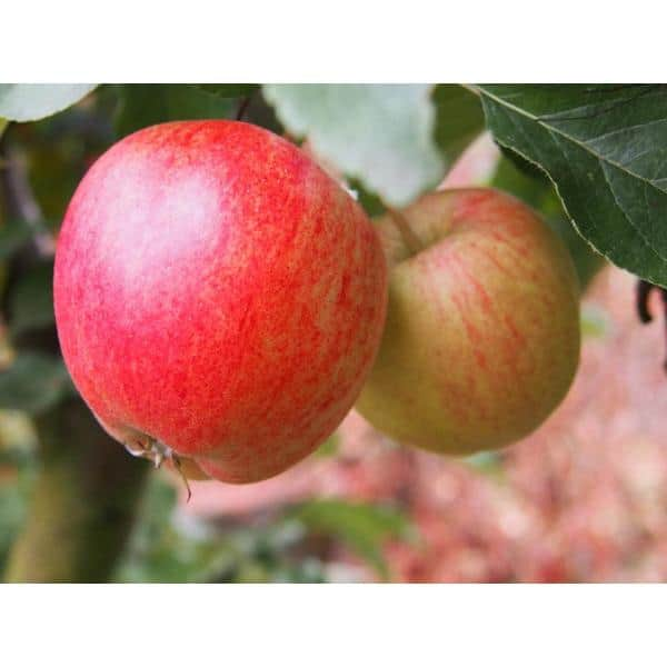 Online Orchards Dwarf Honeycrisp Apple Tree Bare Root Apple