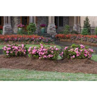 ENCORE AZALEA Azalea Encore Autumn Carnation 3 Gal. Azalea Shrub with Ruffled Pink Reblooming Flowers 10177
