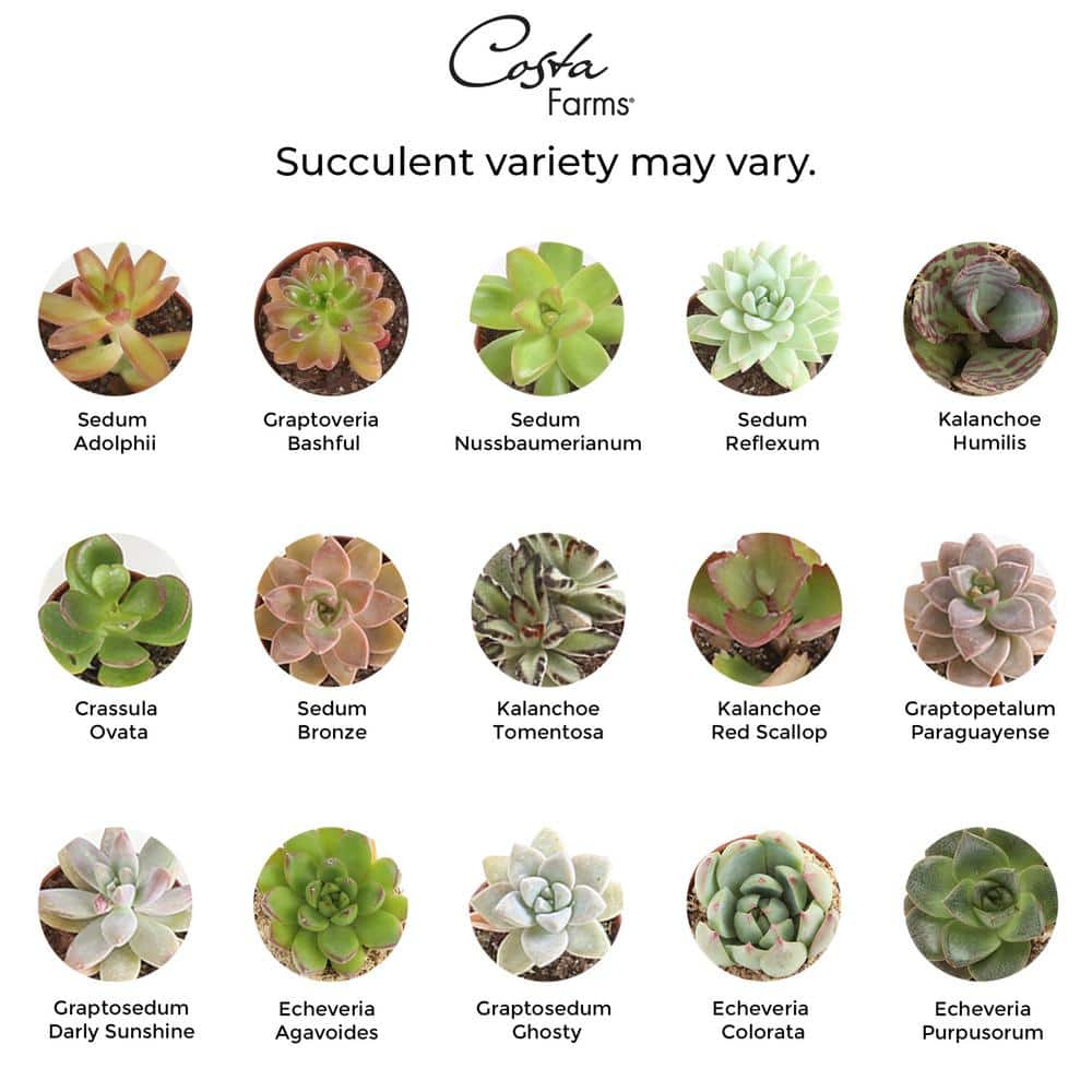 Costa Farms Mini Indoor Succulent Plants in 2 in. Ceramic Pots and Tray Avg. Shipping Height 2 in. Tall (24-Pack) CO.2SUCTRAY24