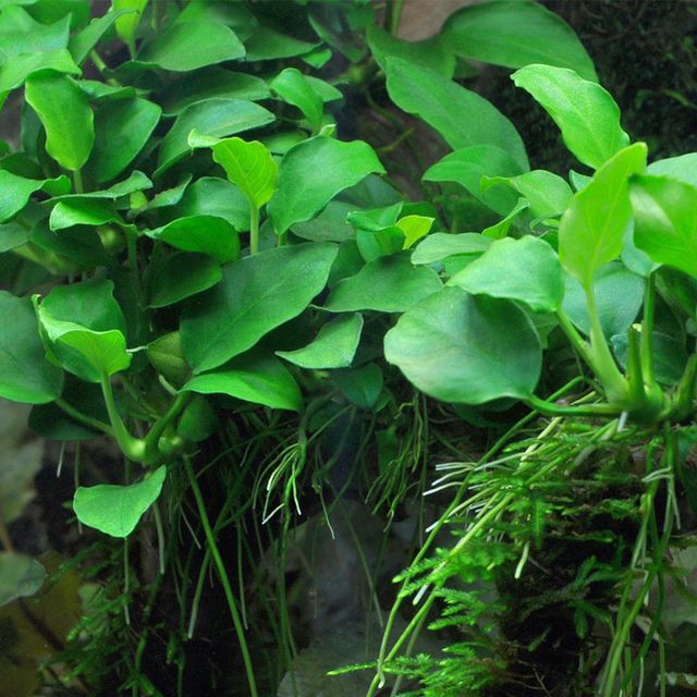 Anubias Barteri (Nana Petite) Small Live Aquarium Plants BUY2 GET1 FREE