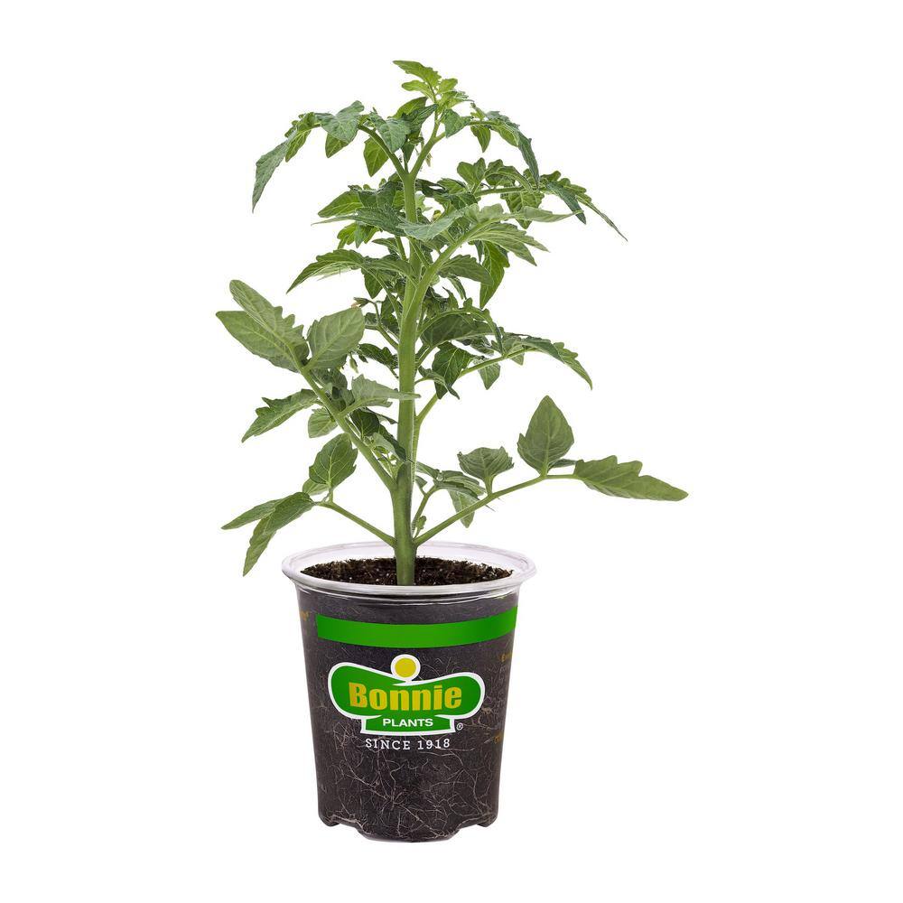 Bonnie Plants 19 oz. German Queen Heirloom Tomato Plant 1003800689