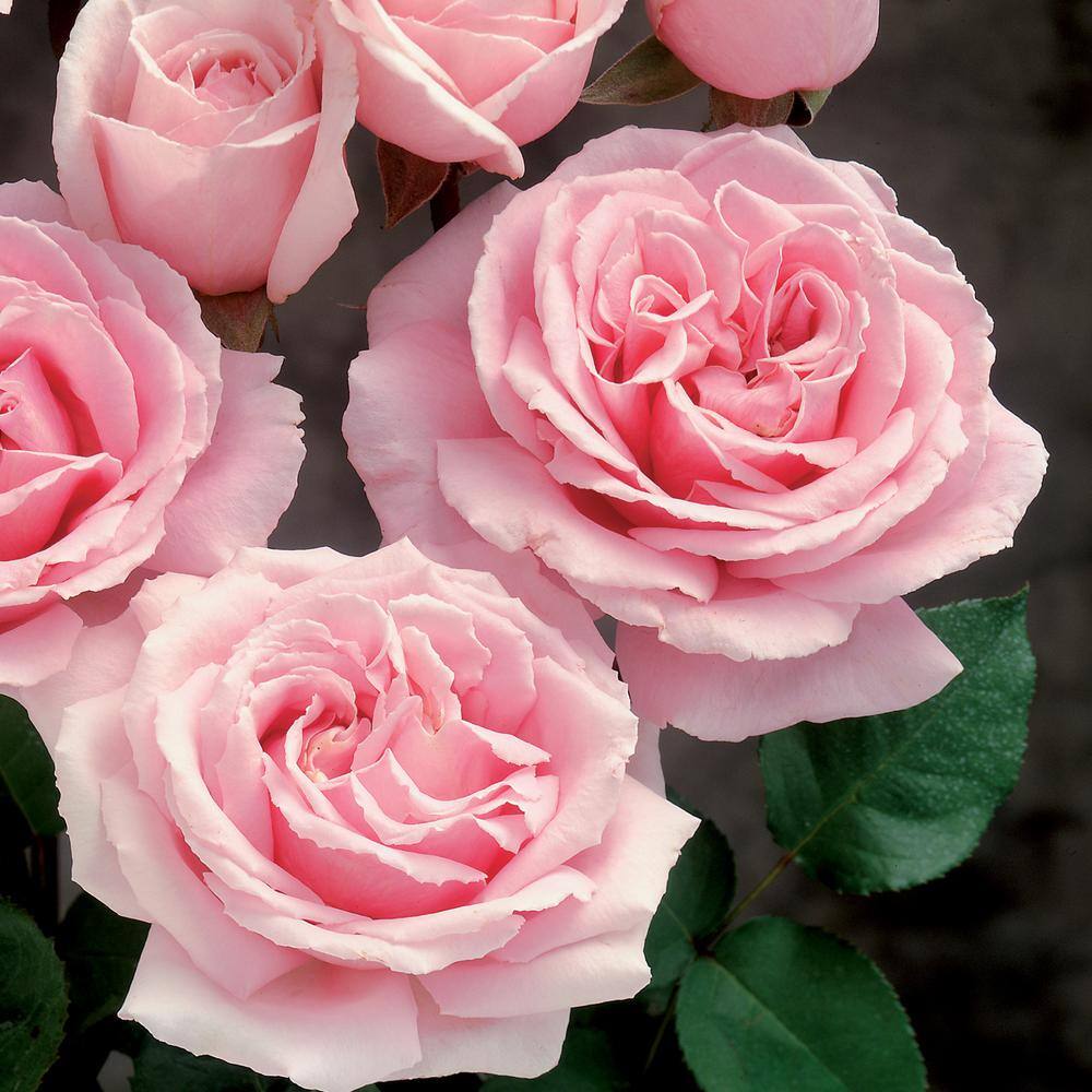 national PLANT NETWORK 4 in. Cupcake Mini Rose with Pink Flowers (3-Piece) HD1068