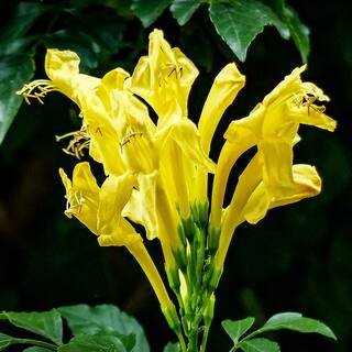 ALTMAN PLANTS Lone Star Growers 8 qt. Cape Honeysuckle (Tecomaria Capensis) Yellow blooms 0872610