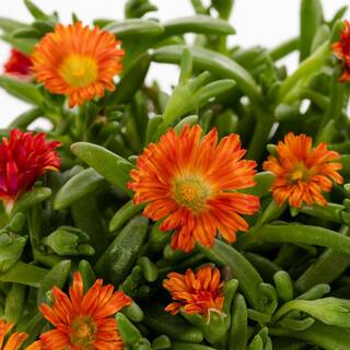 METROLINA GREENHOUSES 2.5 Qt. Wheels of Wonder Fire Red and Yellow Trailing Ice Plant 70644