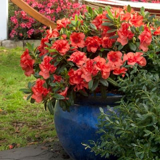 ENCORE AZALEA 1 Gal. Autumn Embers Shrub with Red Flowers 10350