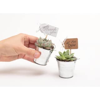 The Succulent Source 2 in. Wedding Event Rosette Succulents Plant with Tin Metal Pails and Let Love Grow Tags (80-Pack) 2-R-T-LLG-80