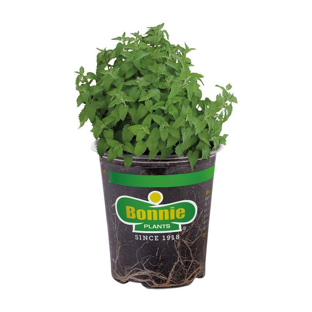 Bonnie Plants 19 oz. Catnip Herb Plant 5025