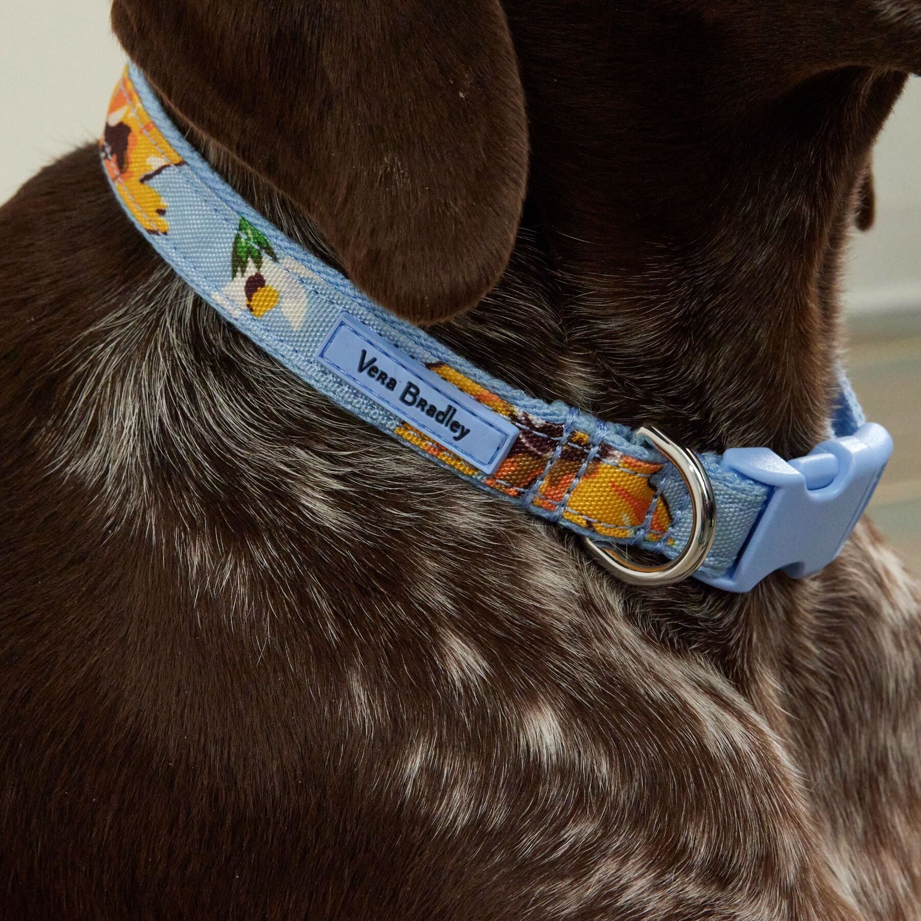 Pet Collar, Medium