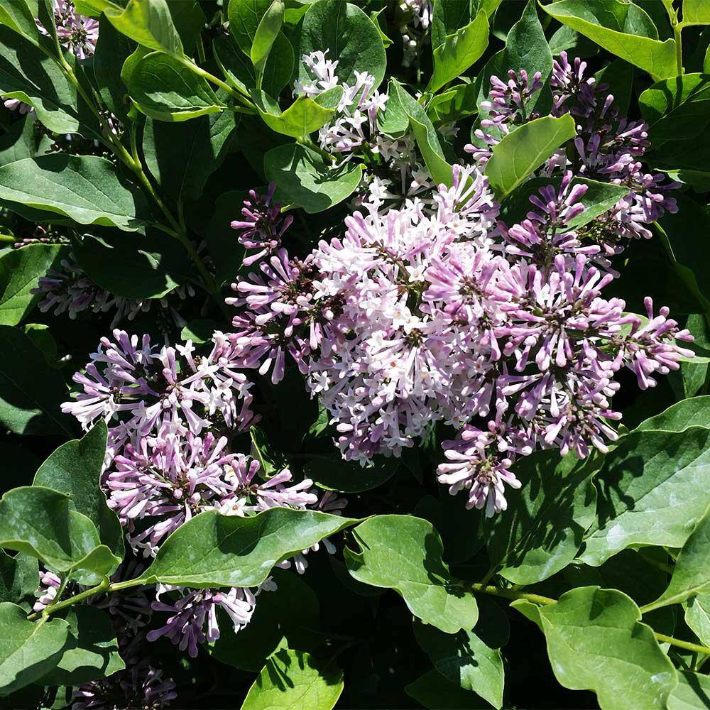 Brighter Blooms 3 Gal. Miss Kim Lilac Flowering Shrub with Pink Blooms LIL-MKI3