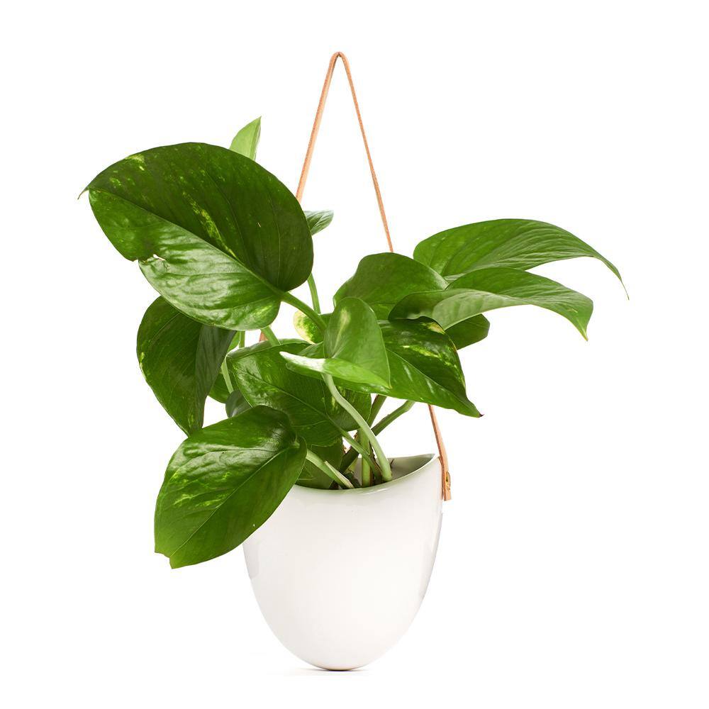 Shop Succulents 4.5 in. Pothos Devil's Ivy in Hanging White Ceramic Planter Pot with Leather Strap 1-LEATHR-POTH-4