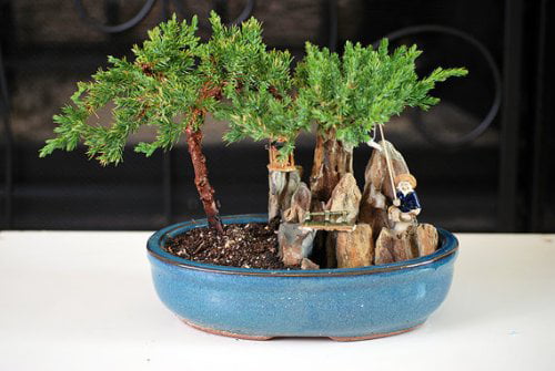 9GreenBox - BONSAI Juniper Tree Zen Garden With Pool Fishman