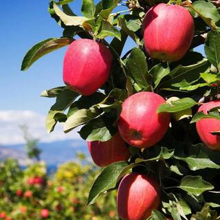 7 gal. Pink Lady Apple Tree APPPIN07G