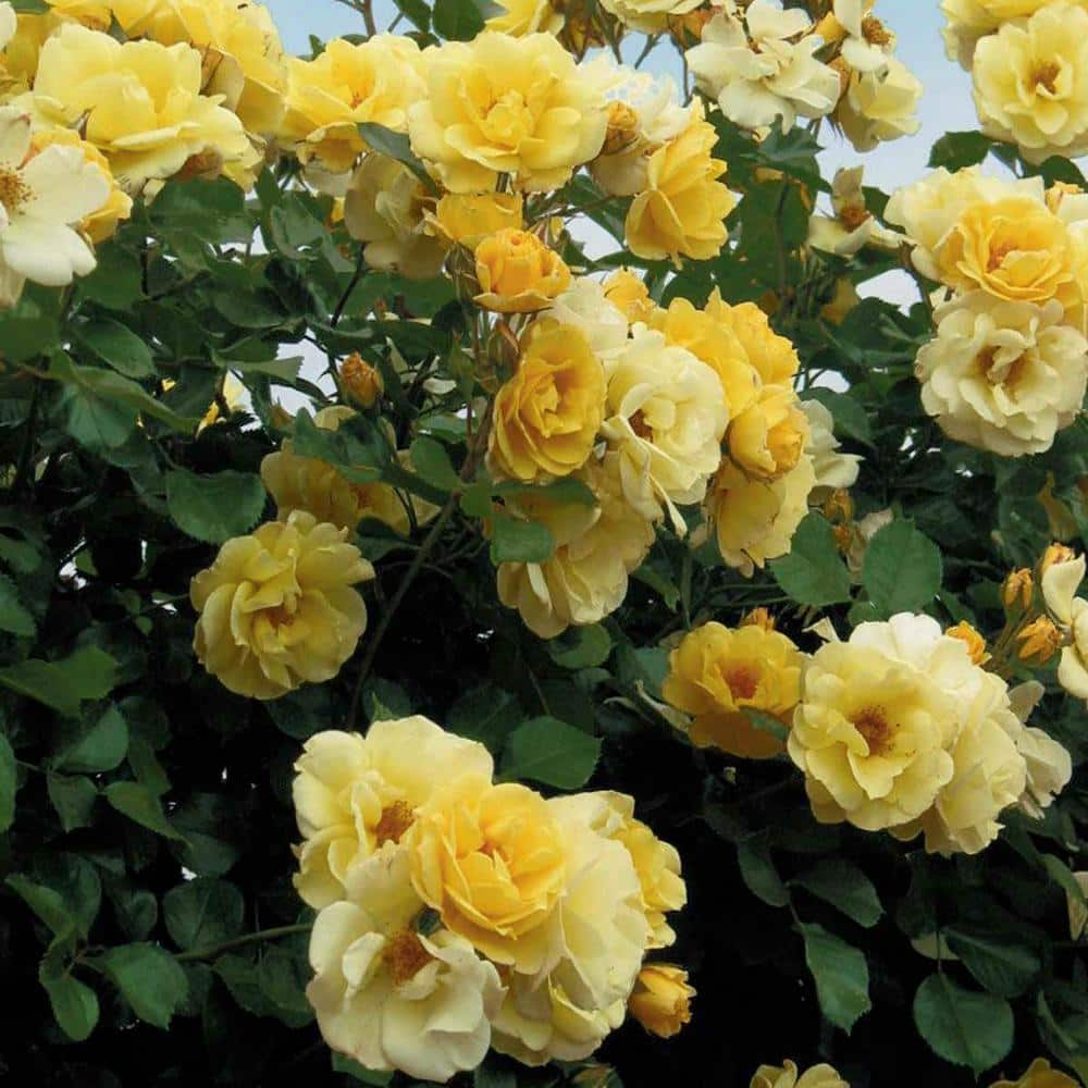 Spring Hill Nurseries Sky's The Limit Climbing Rose Dormant Bare Root Plant with Yellow Color Flowers (1-Pack) 86316