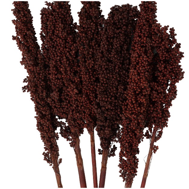 Dried Plant Corn Maze Natural Foliage With Long Stems Dark Brown Olivia amp May