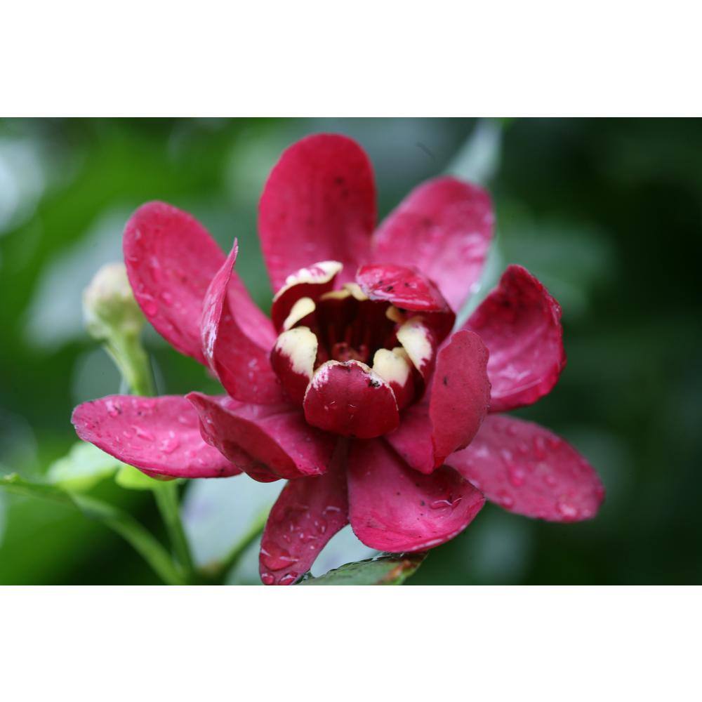 PROVEN WINNERS 1 Gal. Aphrodite Allspice Sweetshrub (Calycanthus) Live Shrub Red Flowers CACPRC1006101