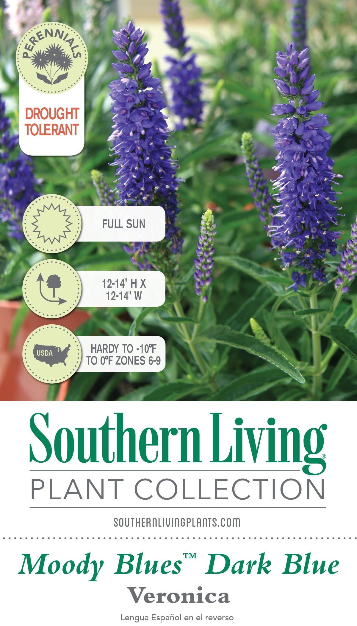 Dark Blue Moody Blues Veronica (2.5 Quart) Flowering Deciduous Perennial with Violet-Blue Flower Spikes - Full Sun Live Outdoor Plant - Southern Living Plant Collection