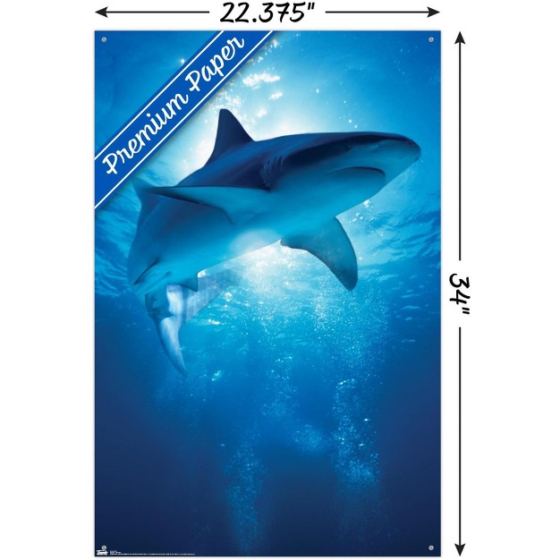 Trends International Shark Depths Unframed Wall Poster Prints