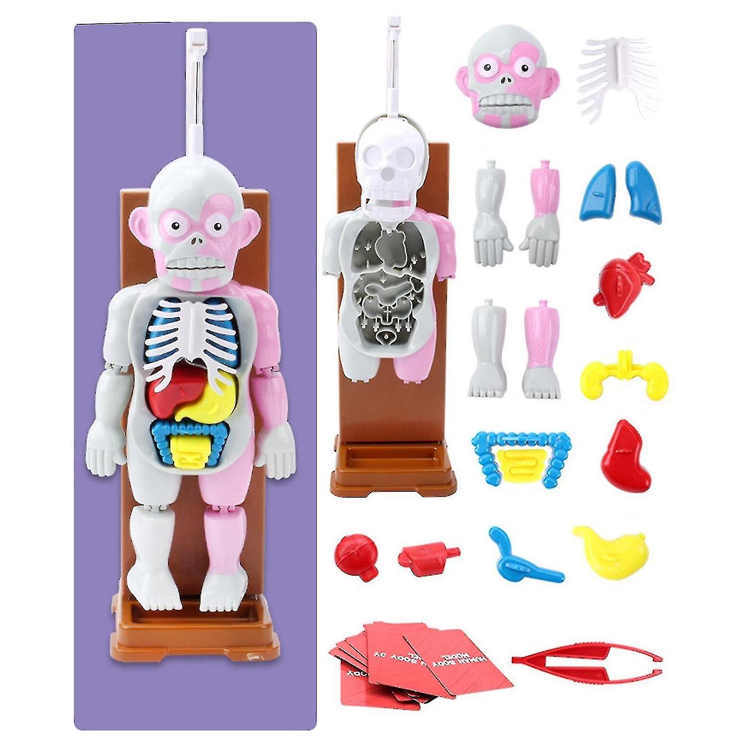 Children's Toy Human Body Model 3d Human Organ Anatomical Assembly Model