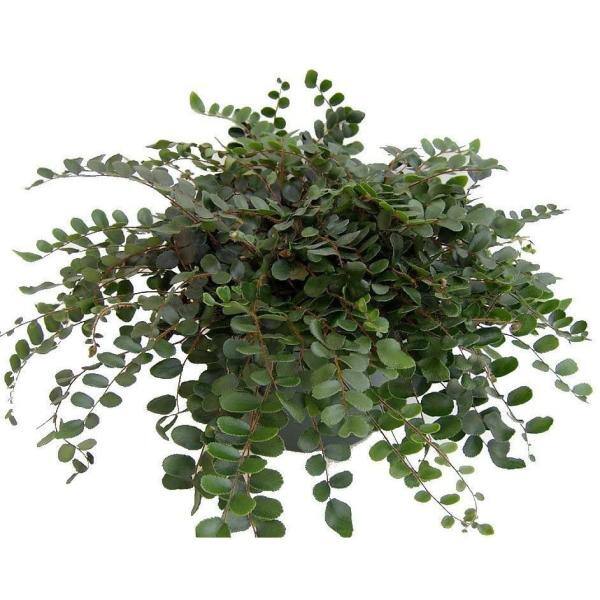 national PLANT NETWORK 4 in. Button Fern Polystichum Plant in Grower Pot (4 Piece) HD7245