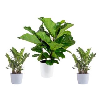 Vigoro 10 in. Lyrata Bush and (2) 6 in. ZZ Plant in White Decor Planter (3 Pack) ML-LZZ-S-VPW-03