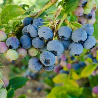 Gurney's 2.25 Gal. Pot Bluecrop Blueberry Bush Potted Fruit Bearing Plant (1-Pack) 94222
