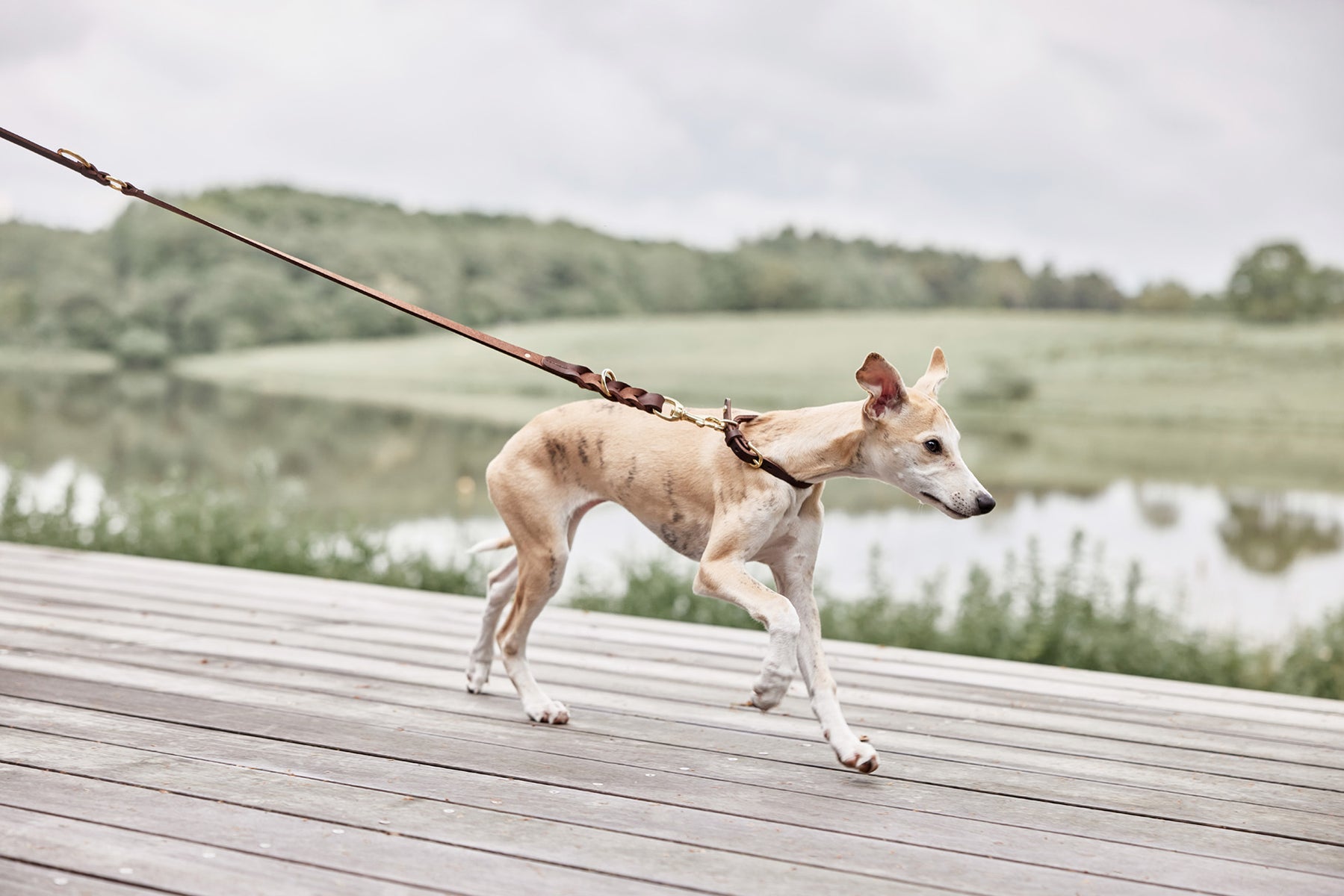 Robin Dog Leash - Choko