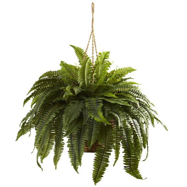 Double Giant Boston Fern Hanging Basket