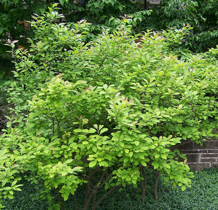 Apollo Winterberry Holly