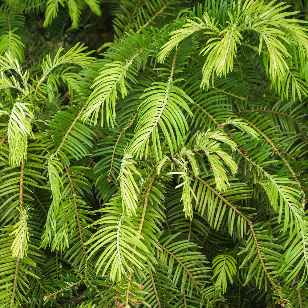 FLOWERWOOD 3 Gal. Plum Yew Spreading Live Evergreen Shrub Dark Green Needled Foliage 08003