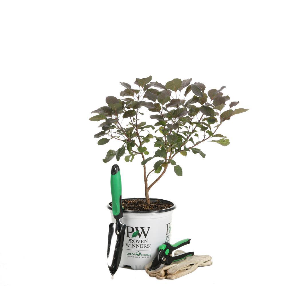 PROVEN WINNERS 1 Gal. Winecraft Black Smokebush (Cotinus) Live Shrub Rich Purple to Orange Foliage COTPRC1026101
