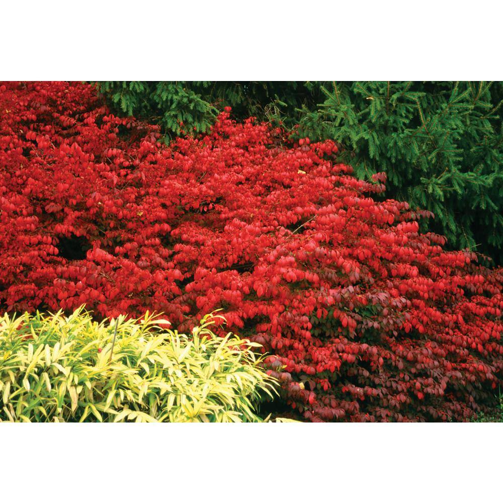 PROVEN WINNERS 4.5 in. Qt. Fire Ball Burning Bush (Euonymus) Live Shrub Bright Red Foliage EUOPRC1057800