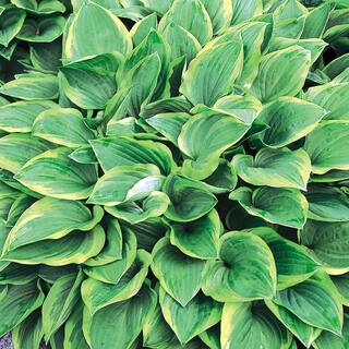 Vigoro 1.5 PT Hosta 'Golden Tiara' Perennial Plant 1005706168