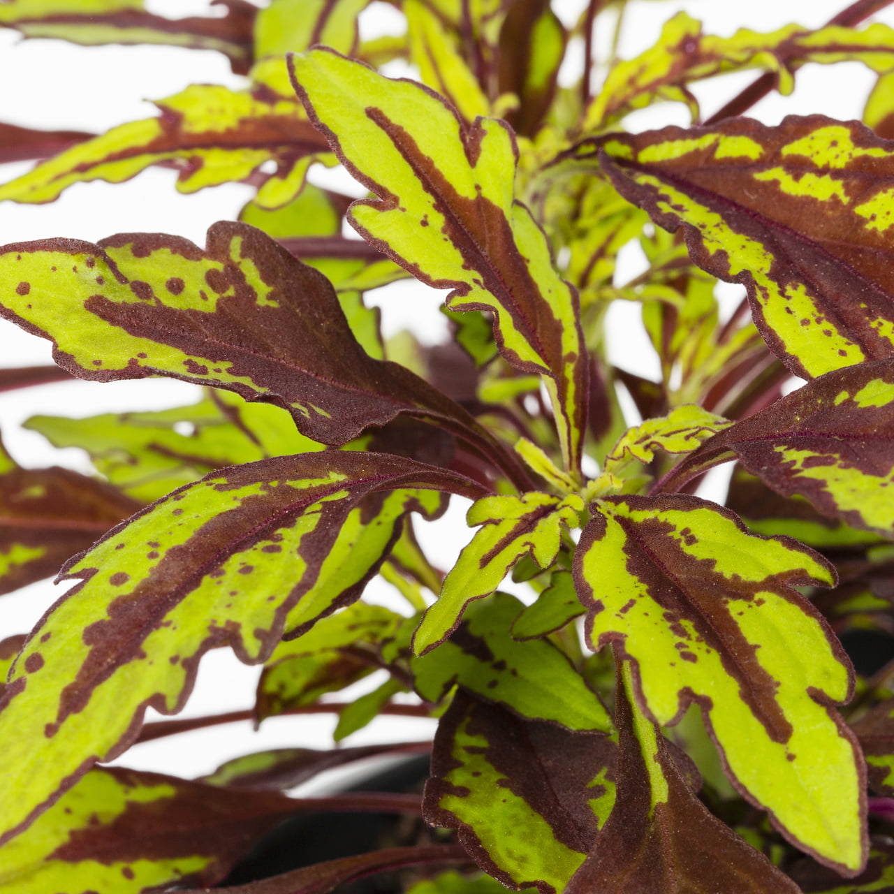 Better Homes and Gardens 1PT Multicolor Coleus Annual Live Plants (6 Pack) with Grower Pot