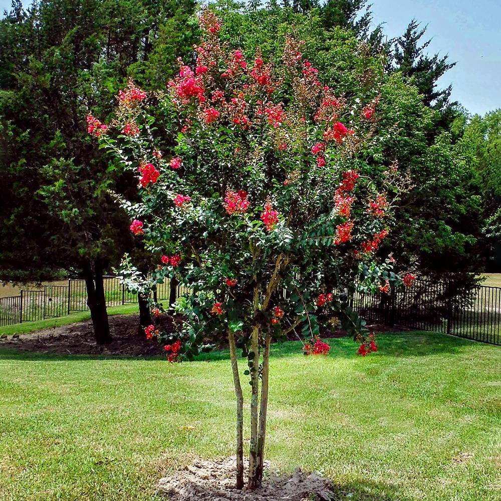 7 Gal. Tuscarora Crape Myrtle Tree CRMTUS07G