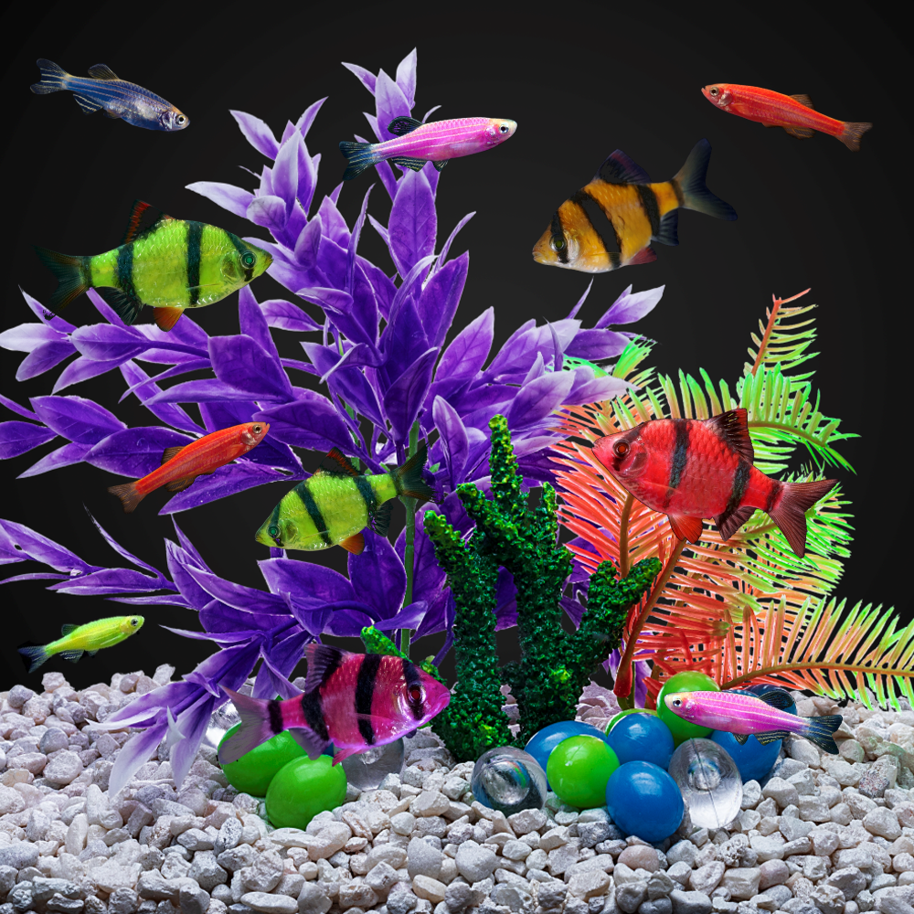 GloFish® 10G Active Tiger Barb-Danio 10ct Live Fish Assortment