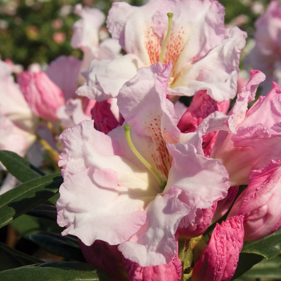 Southgate Breeze Rhododendron (2.5 Quart) Flowering Evergreen Shrub with Pink Buds that Bloom White - Part Sun to Shade Live Outdoor Plant - Southern Living Plants