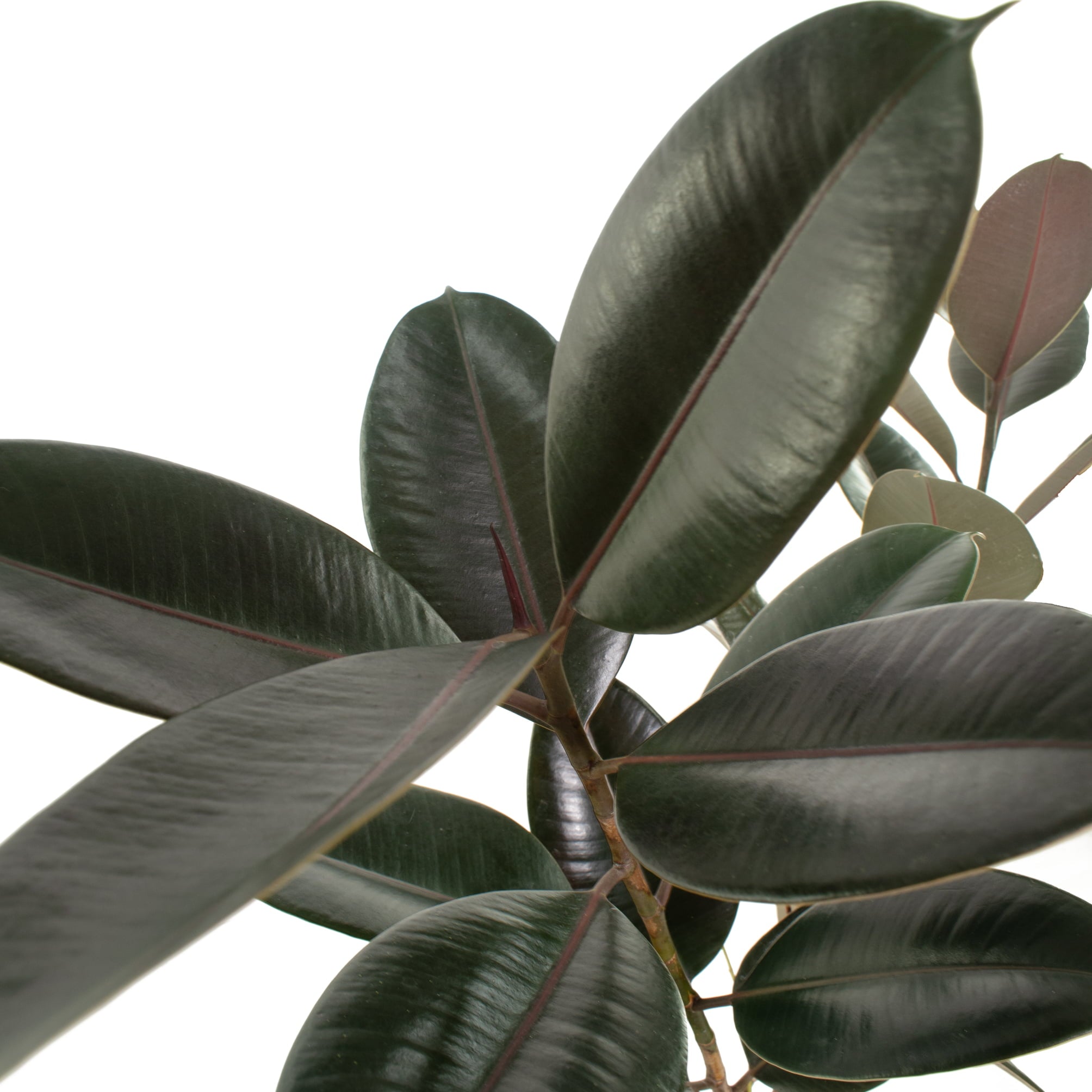 6 In. Ficus Burgundy Houseplant