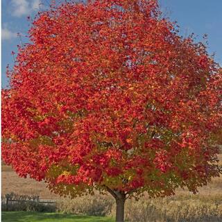 7 Gal. Celebration Maple Shade Tree MAPCEL07G