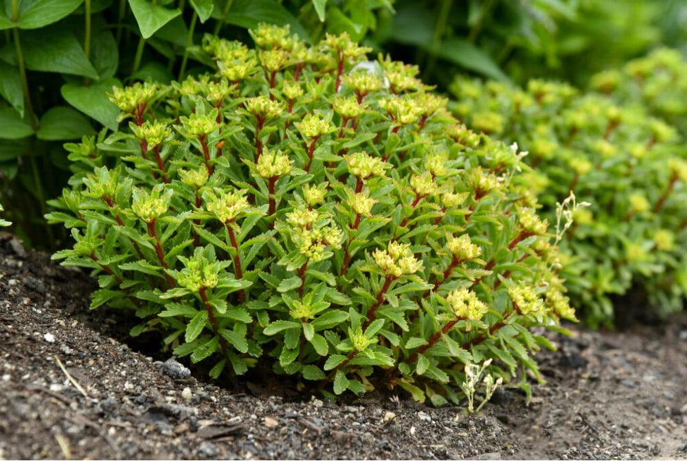 0.65 Gal， Rock 'N Round™ 'Bright Idea' Stonecrop (Sedum)， Live Plant， Yellow flowers and Green Foliage