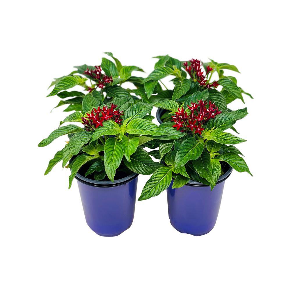 Pure Beauty Farms 1.38 Pt. Penta Plant Red Flowers in 4.5 In. Grower's Pot (4-Plants) DC45PENTARED4