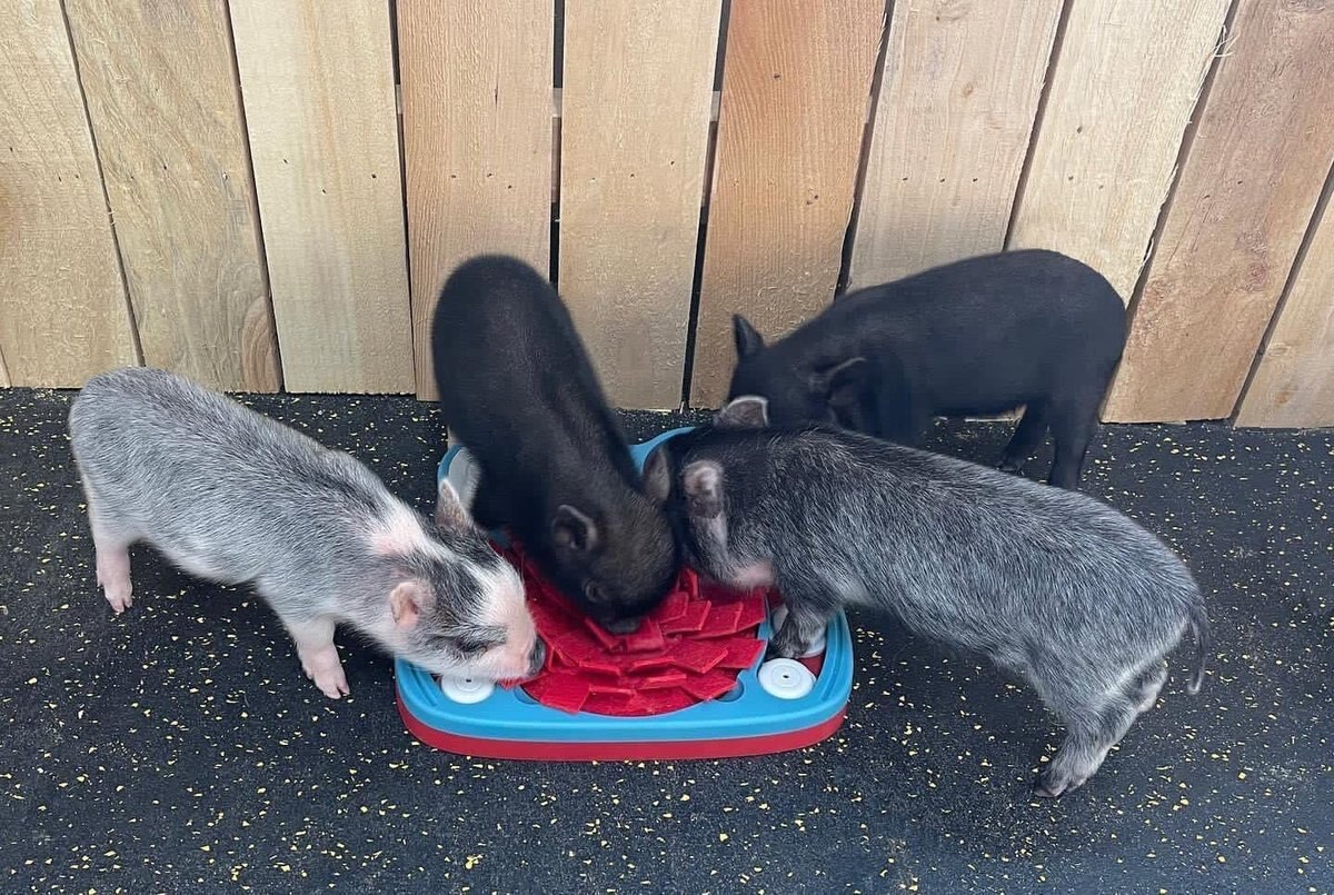 Piggy Poo and Crew Hide and Slide Snuffle Mat Farm-Animal Treat Game